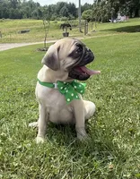 AKC AIDEN, a male Pug for sale in Athens, WI – 2 of 10