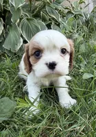 AKC Baxter, a male Cavalier King Charles Spaniel for sale in Athens, WI – 5 of 10