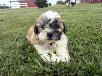 Browny, a male Bichon Frise and Shih Tzu for sale in Athens, WI – 9 of 10