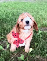 Gabe, a male Cavapoo for sale in Athens, WI – 6 of 10