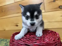 Vince, a male Pomsky for sale in Athens, WI – 5 of 10