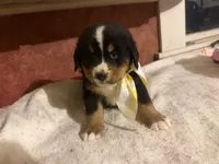 AKC Vern, a male Bernese Mountain Dog for sale in Athens, WI – 7 of 10