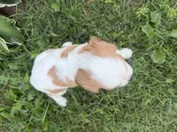 AKC Bristol , a female Cavalier King Charles Spaniel for sale in Athens, WI – 5 of 10