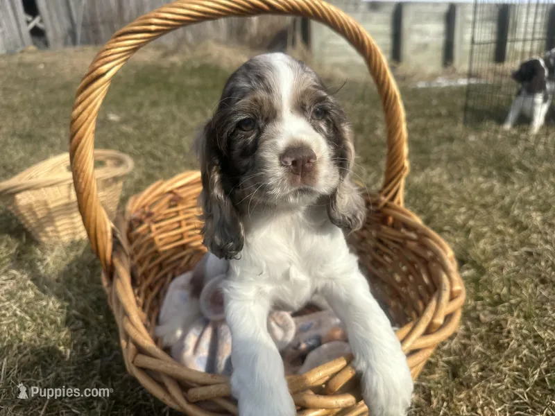 AKC Shilo – Cocker Spaniel puppy for sale in Athens, WI