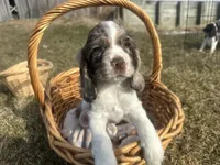 AKC Shilo, a male Cocker Spaniel for sale in Athens, WI – Photo 1 of 10