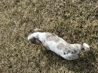 AKC Shilo, a male Cocker Spaniel for sale in Athens, WI – Photo 3 of 10