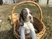 AKC Shilo, a male Cocker Spaniel for sale in Athens, WI – Photo 2 of 10