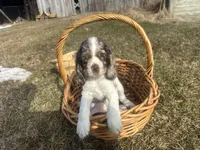 AKC Shilo, a male Cocker Spaniel for sale in Athens, WI – Photo 9 of 10