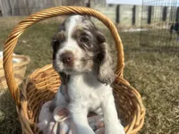 AKC Shilo, a male Cocker Spaniel for sale in Athens, WI – Photo 4 of 10