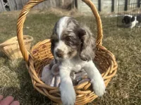 AKC Shilo, a male Cocker Spaniel for sale in Athens, WI – Photo 8 of 10
