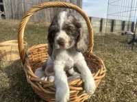 AKC Shilo, a male Cocker Spaniel for sale in Athens, WI – Photo 6 of 10