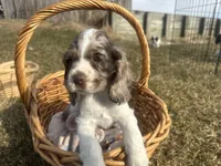 AKC Shilo, a male Cocker Spaniel for sale in Athens, WI – Photo 5 of 10