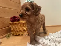 Marcy, a female Cockapoo for sale in Athens, WI – Photo 2 of 10