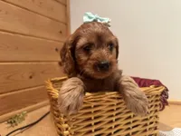 Marcy, a female Cockapoo for sale in Athens, WI – Photo 4 of 10