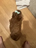 Marcy, a female Cockapoo for sale in Athens, WI – Photo 7 of 10