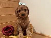 Marcy, a female Cockapoo for sale in Athens, WI – Photo 5 of 10