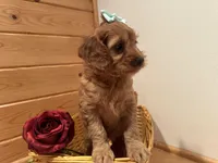 Marcy, a female Cockapoo for sale in Athens, WI – Photo 10 of 10