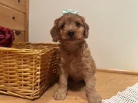 Marcy, a female Cockapoo for sale in Athens, WI – Photo 6 of 10