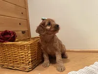 Marcy, a female Cockapoo for sale in Athens, WI – Photo 3 of 10