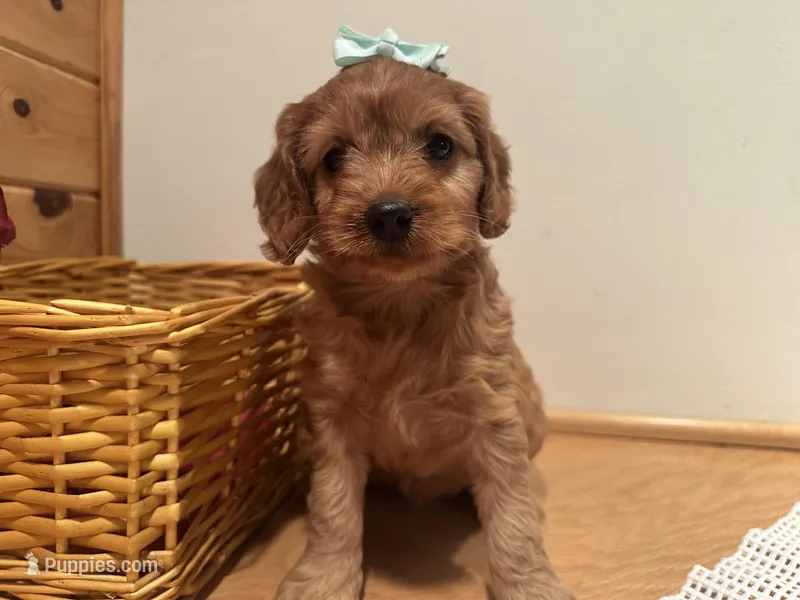 Marcy – Cockapoo puppy for sale in Athens, WI
