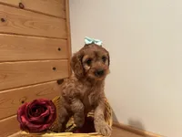 Marcy, a female Cockapoo for sale in Athens, WI – Photo 9 of 10
