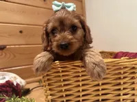 Marcy, a female Cockapoo for sale in Athens, WI – Photo 8 of 10