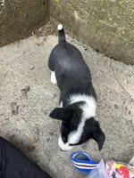 Buddy , a male Border Collie and Pembroke Welsh Corgi for sale in Athens, WI – Photo 5 of 10
