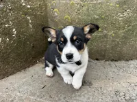 Buddy , a male Border Collie and Pembroke Welsh Corgi for sale in Athens, WI – Photo 4 of 10