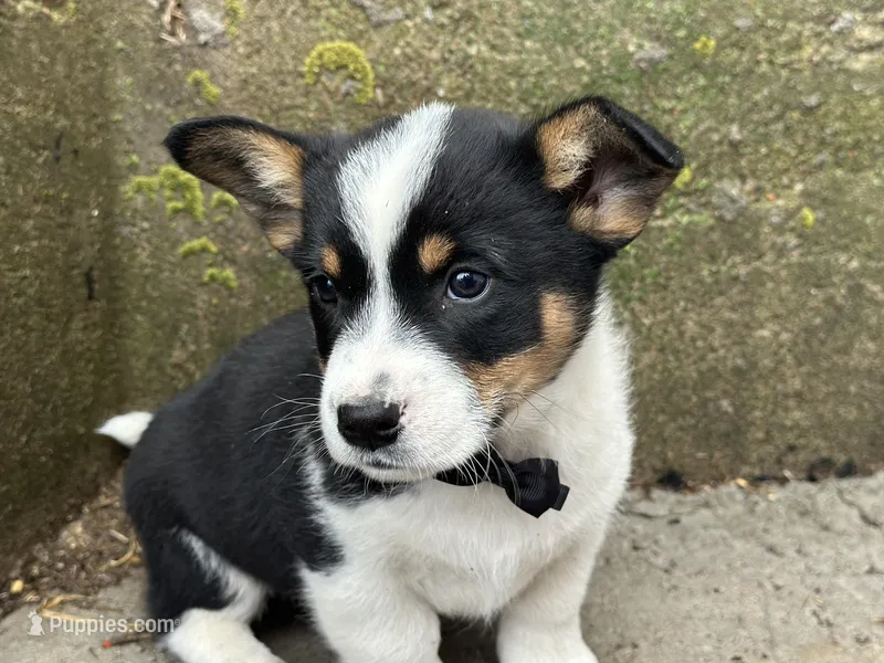 Buddy  – Border Collie, Pembroke Welsh Corgi puppy for sale in Athens, WI