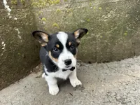 Buddy , a male Border Collie and Pembroke Welsh Corgi for sale in Athens, WI – Photo 3 of 10