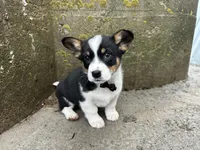 Buddy , a male Border Collie and Pembroke Welsh Corgi for sale in Athens, WI – Photo 10 of 10