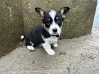 Buddy , a male Border Collie and Pembroke Welsh Corgi for sale in Athens, WI – Photo 9 of 10