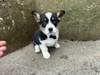 Buddy , a male Border Collie and Pembroke Welsh Corgi for sale in Athens, WI – Photo 7 of 10