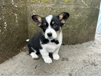 Buddy , a male Border Collie and Pembroke Welsh Corgi for sale in Athens, WI – Photo 8 of 10