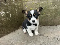 Buddy , a male Border Collie and Pembroke Welsh Corgi for sale in Athens, WI – Photo 6 of 10
