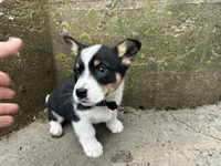 Buddy , a male Border Collie and Pembroke Welsh Corgi for sale in Athens, WI – Photo 2 of 10