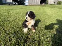 Turbo, a male Bernedoodle for sale in Athens, WI – 5 of 10