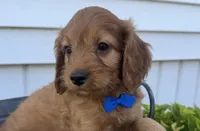 Chester, a male Cockapoo for sale in Athens, WI – 5 of 10