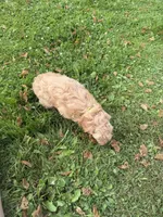 Samson, a male Miniature Goldendoodle for sale in Athens, WI – 8 of 10