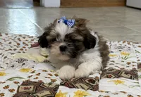 Firecracker, a female Shih Tzu for sale in Athens, WI – 4 of 10