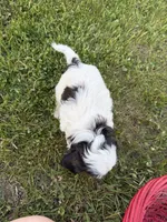 Donnie, a male Bichon Frise and Shih Tzu for sale in Athens, WI – 9 of 10