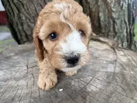 Gabe, a male Cavapoo for sale in Athens, WI – 2 of 10