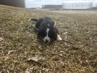 AKC Ian, a male Bernese Mountain Dog for sale in Athens, WI – Photo 3 of 10