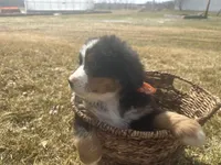 AKC Ian, a male Bernese Mountain Dog for sale in Athens, WI – Photo 4 of 10