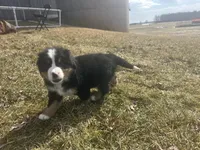 AKC Ian, a male Bernese Mountain Dog for sale in Athens, WI – Photo 2 of 10