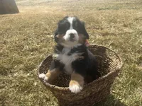 AKC Ian, a male Bernese Mountain Dog for sale in Athens, WI – Photo 8 of 10