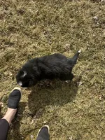 AKC Ian, a male Bernese Mountain Dog for sale in Athens, WI – Photo 6 of 10