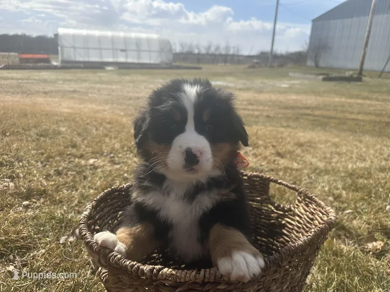 AKC Ian – Bernese Mountain Dog puppy for sale in Athens, WI