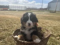 AKC Ian, a male Bernese Mountain Dog for sale in Athens, WI – Photo 1 of 10