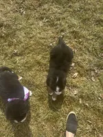 AKC Ian, a male Bernese Mountain Dog for sale in Athens, WI – Photo 9 of 10